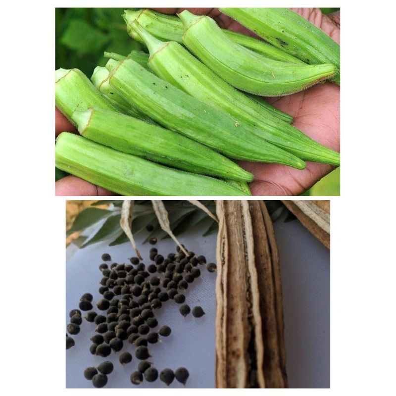 500 bibit benih okra bendi hijau super unggul benih okra premium