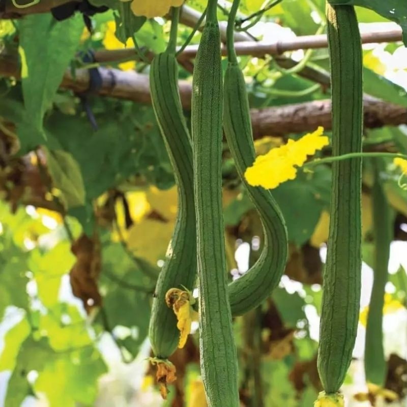 READY OYONG LONG / OYONG TAIWAN  20 BENIH (B.B.01)