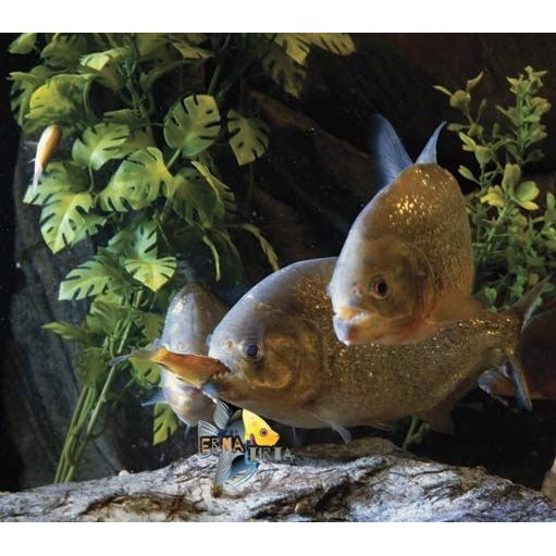 Senar joran genji pancing piranha rbp BELI 5 BONUS 1 bisa cod