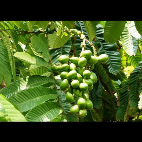 Bibit Tanaman Buah Matoa Unggul Siap Berbuah