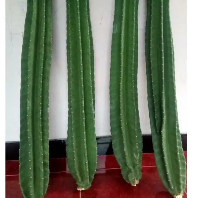 

TANAMAN HIAS KAKTUS KOBOY, TINGGI 30-50 CM