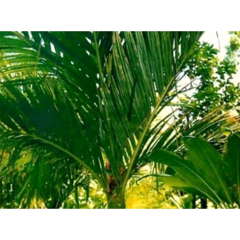 

daun pinang fresh daun jambe per 250gram