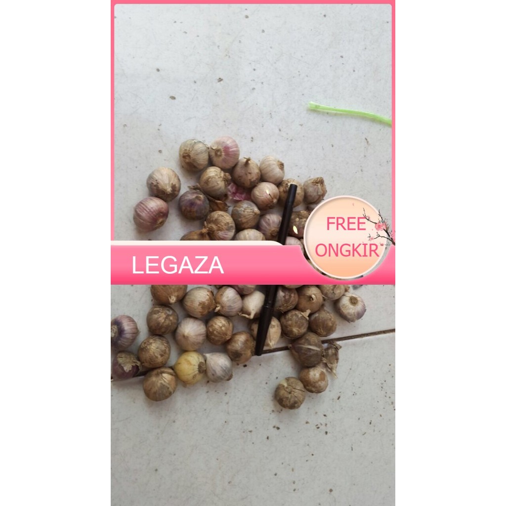 

Bang Putih Tunggal Super - Legaza