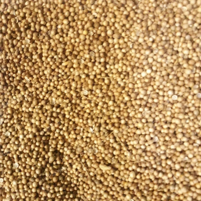 

Ketumbar Butir Herbal (coklat cocok untuk Obat) Asli - Coklat