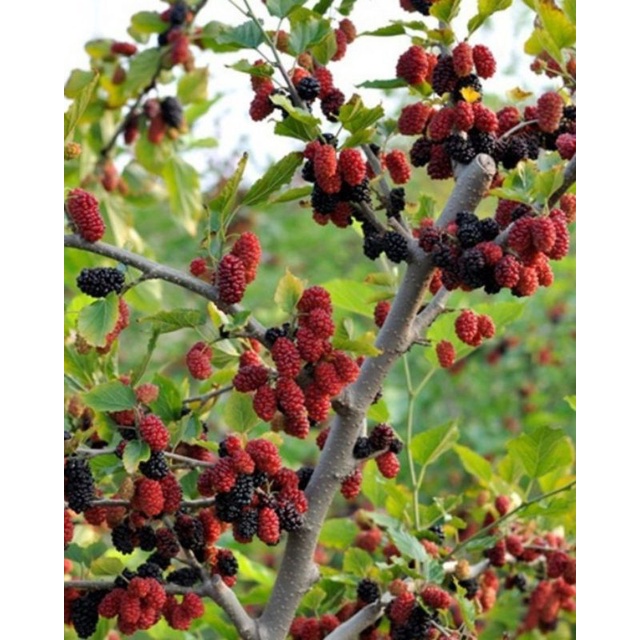 Bibit Tanaman Mullbery Murbei Bonsai Murbei Bahan Bonsai Long Murbey Berbuah