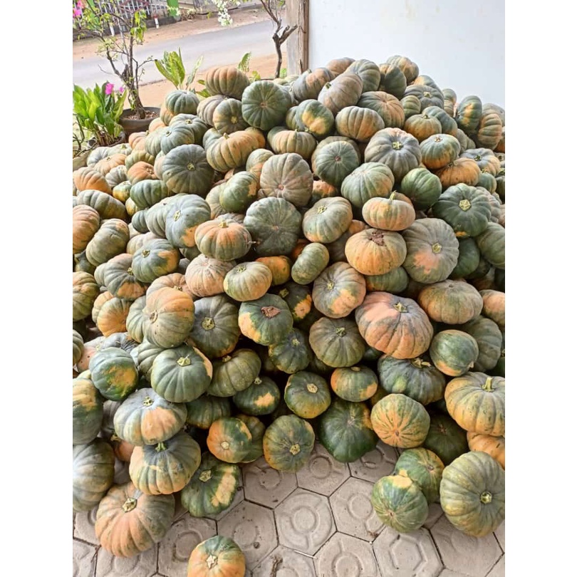 

500gr Labu Parang Waluh Kuning Kolak Makanan MPASI Bayi - Hewan Kura Darat Aldabra Iguana