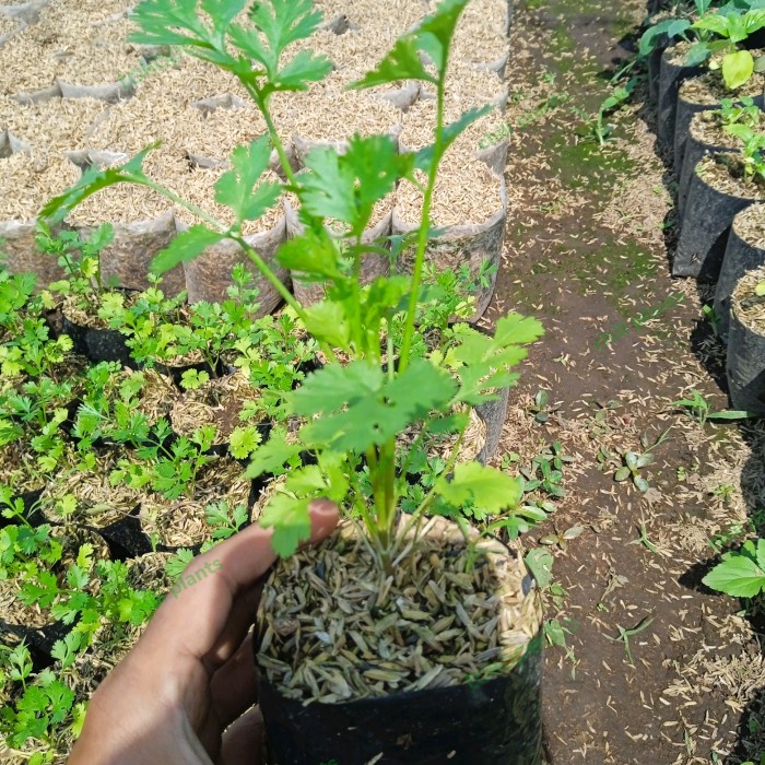 Tanaman Bibit KETUMBAR - Tanaman Daun Rempah Ketumbar - Cilantro