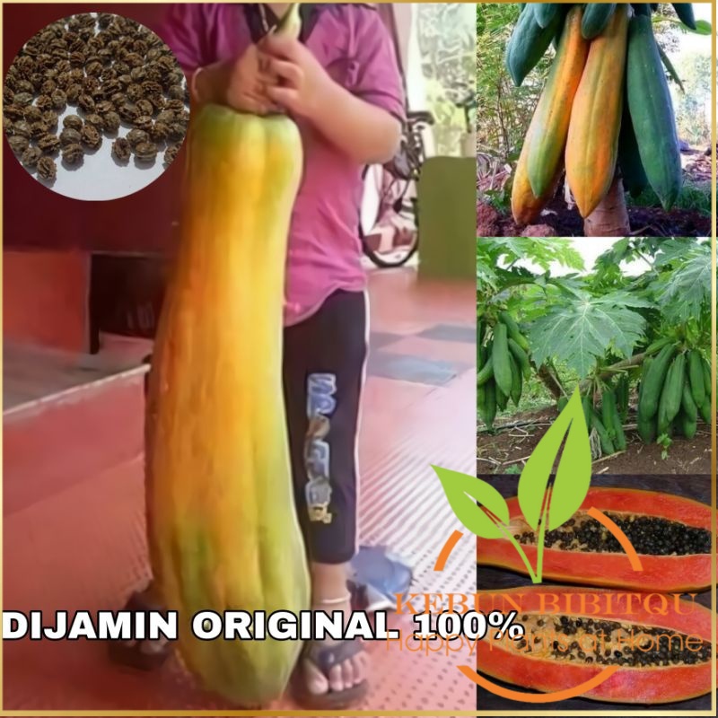 Pepaya Raksasa Kingsland / Pepaya Bangkok / bibit pepaya lonjong / bibit pepaya Kebun BibitQu