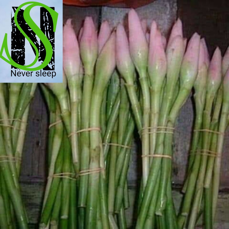 

Bunga Kecombrang Sayur Perbuah bunga laka honje