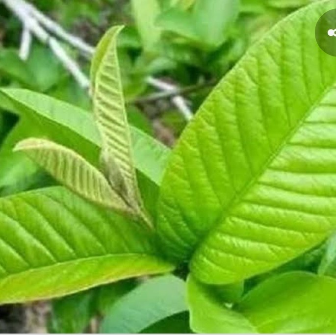 

BISA COD daun jambu biji segar per 500 gram