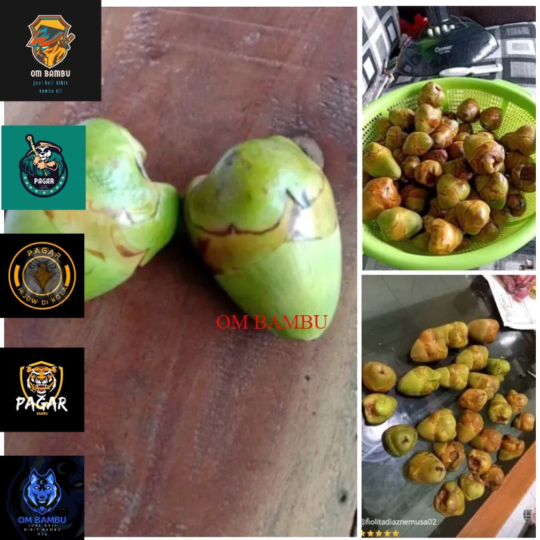 

buah kelapa kecil beluluk segar muda
