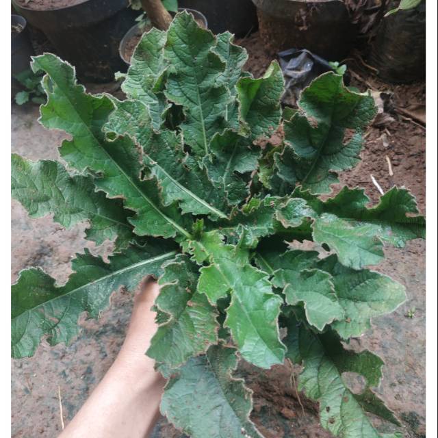 Bibit tapak liman / tanaman tapak Liman / daun tapak liman