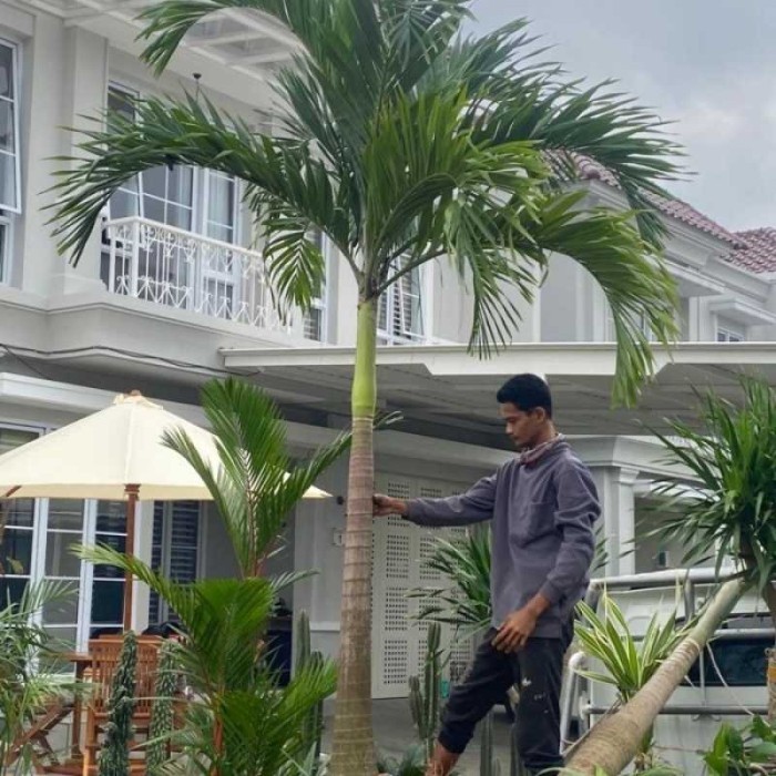 Tanaman hias pohon palem putri_pohon pelindung .....