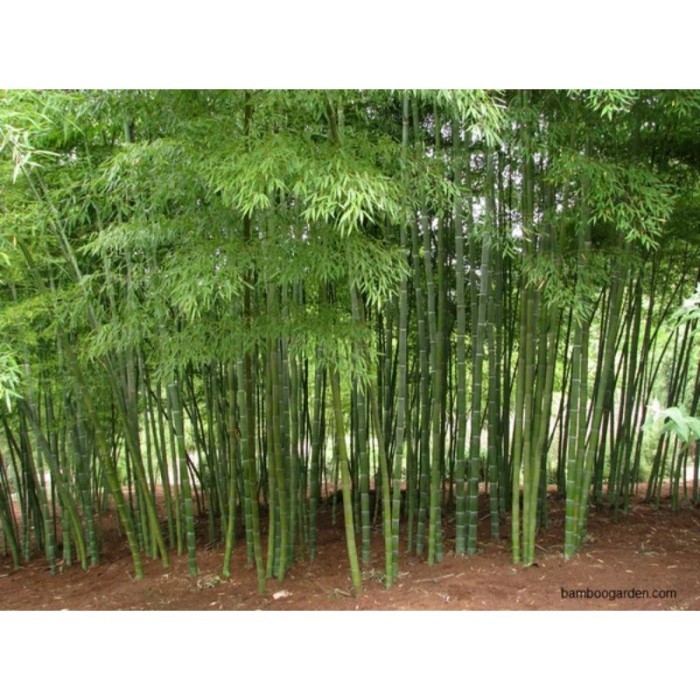 promo Bibit Bambu Jepang Bambu mini tanaman bambu jepang siap tanam