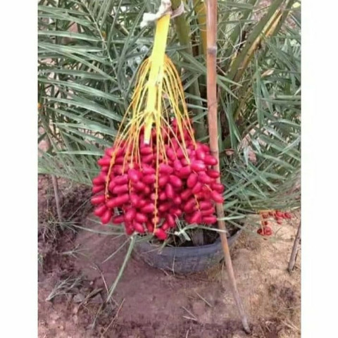 Terbaru Bibit Pohon Kurma Merah / Bibit Buah Kurma Tropis Merah
