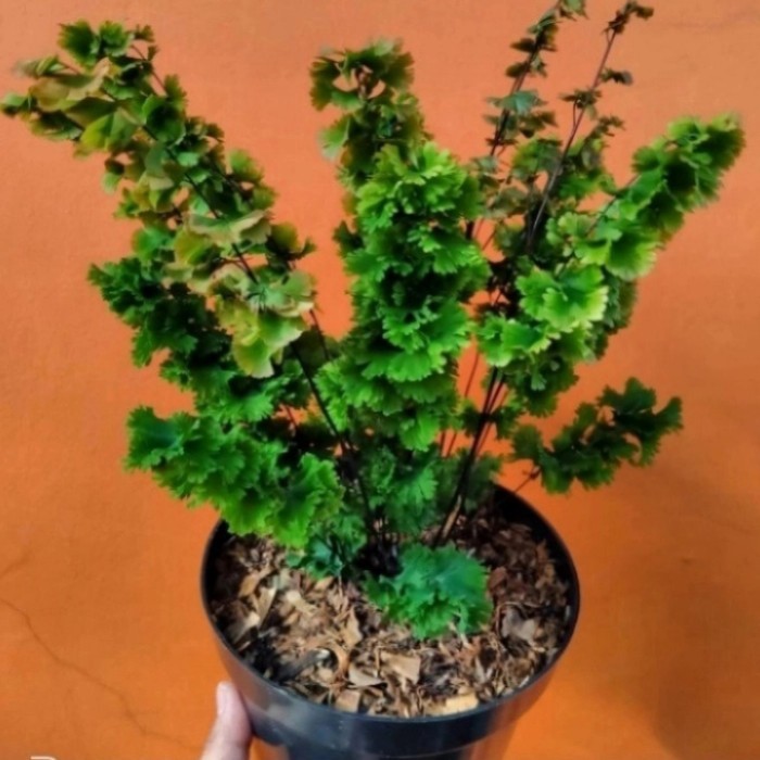 pohon suplir tusuk sate tanaman hias suplir tusuk sate