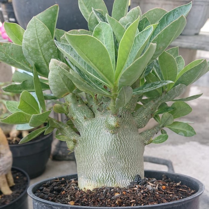 Murah Adenium Arabikum Godji Goji Seed Import Thailad reocket style Murah - GX PI 5
