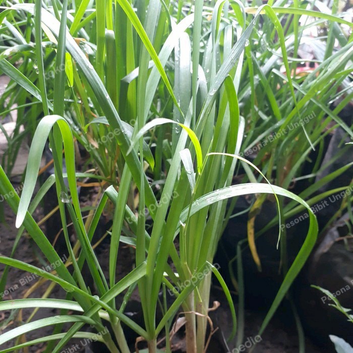 Bibit Tanaman Kucai Rimbun/ Bibit Sayuran Kucai