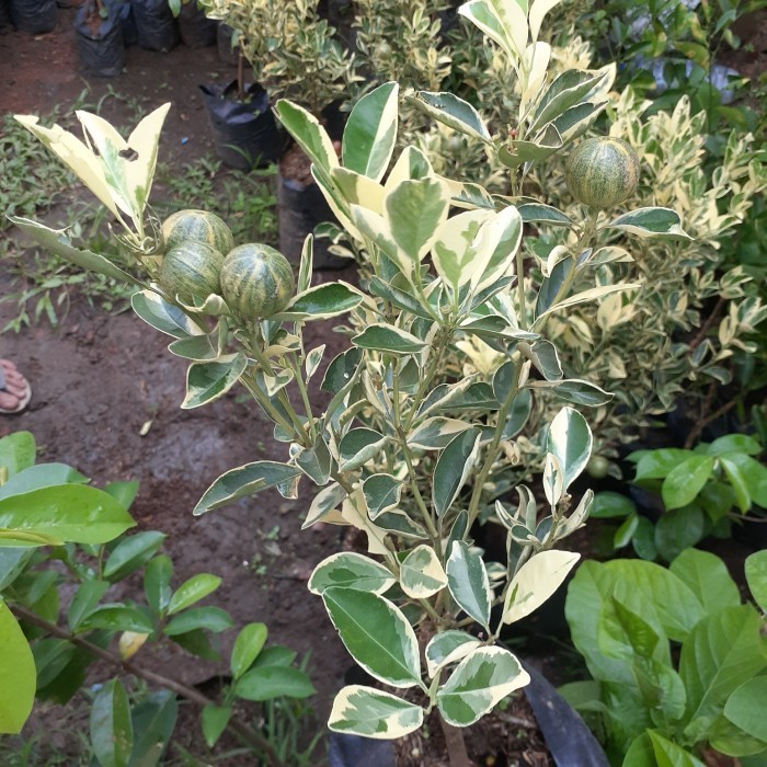 Bibit Jeruk Kasturi/ Kip/ Lemon Cui Varigata Sudah Berbuah