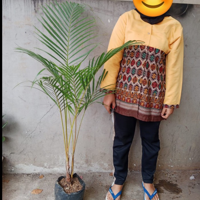 Tanaman hias pohon palem kuning, bagus, rimbun