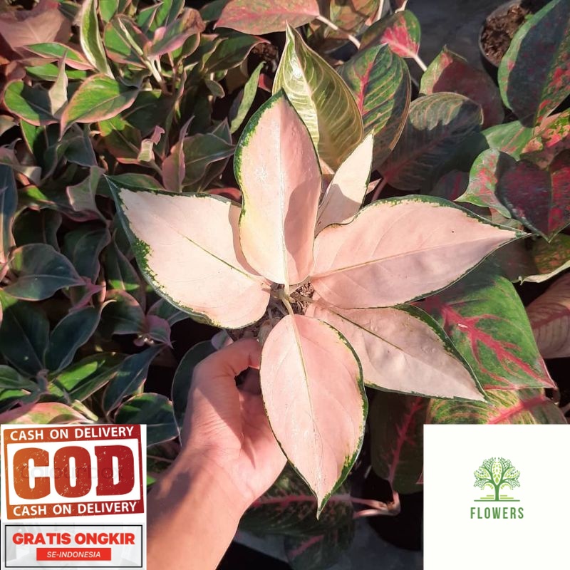 BIBIT TANAMAN HIAS AGLONEMA KOCIN SUTRA/ANAKAN AGLONEMA KOCIN SUTRA