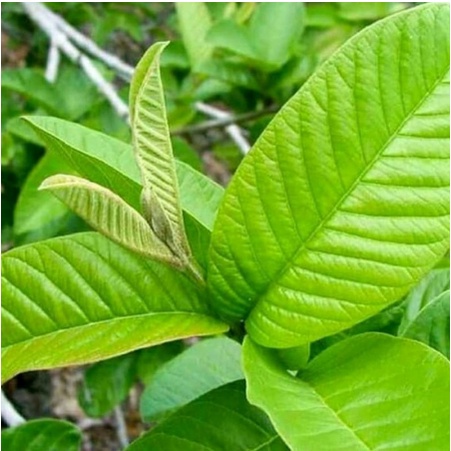 

DAUN JAMBU BIJI 100LEMBAR MURAH OBAT HERBAL OBAT TRADISIONAL OBAT ALAMI DIPETIK LANGSUNG SAAT ADA ORDERAN MASUK