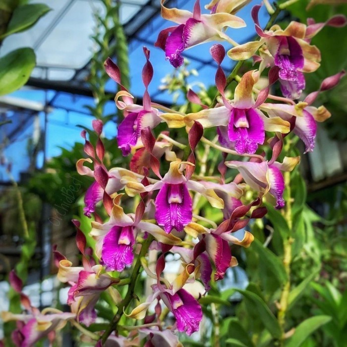 ( KNOP / SPIKE ) Anggrek Dendrobium Keriting Spike