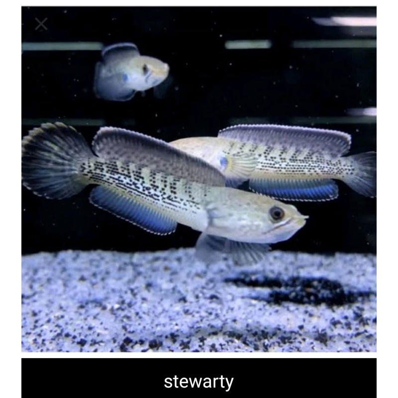 (Cod) chana stewarti 6-7-8cm grade A++ gondrong full dot Sortiran terbaik