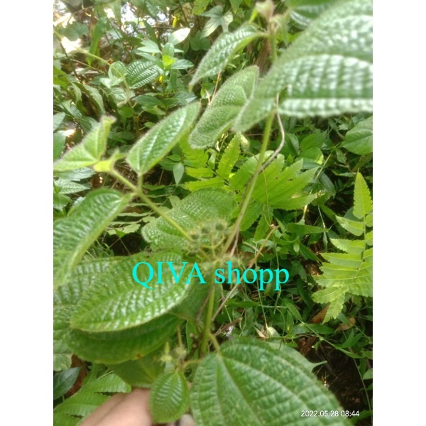 

tanaman herbal daun harendong bulu atow daun senggani bulu 500 gm dari kebun indah