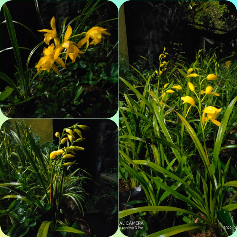Bunga Cymbidium  Anggrek Tanah Kuning