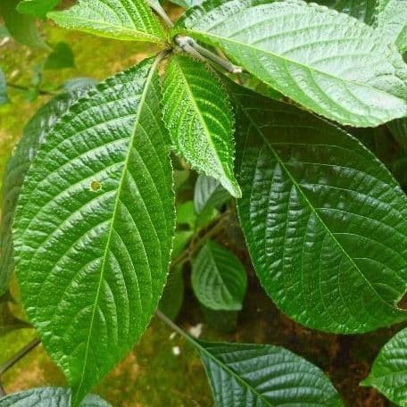 

Bibit Daun Keji Beling - Bibit pohon pecah beling