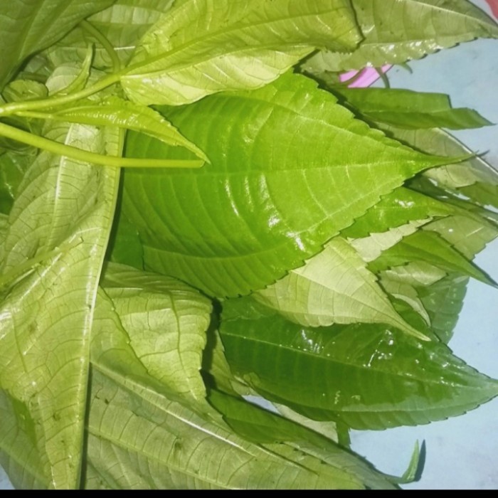 

daun lalapan pohpohan 500grm