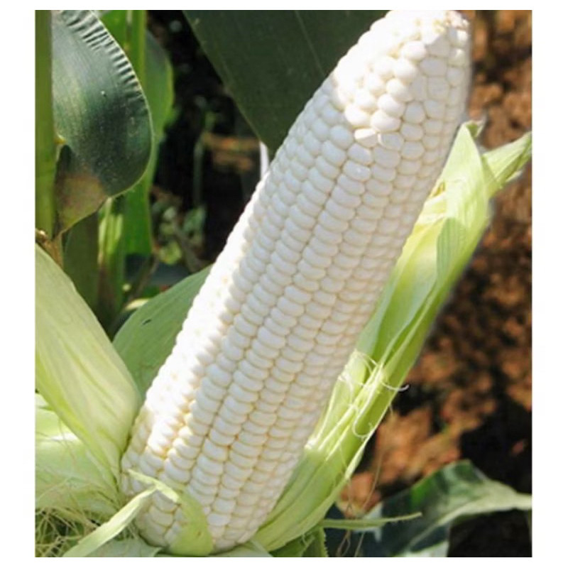 

500g BENIH JAGUNG PUTIH PULUT (B.B.19)