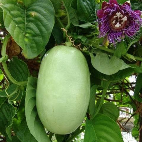 Bibit Tanaman Markisa Jumbo, Pohon Markisa Jumbo, Markisa Erbis Unggul