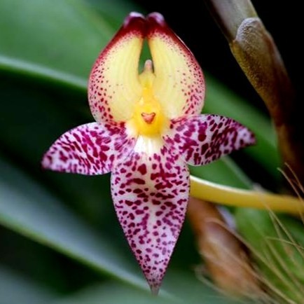 BUMI ORCHIDS Bulbophyllum macranthum - Foresta Anggrek Bulbo Species Tanaman Hias