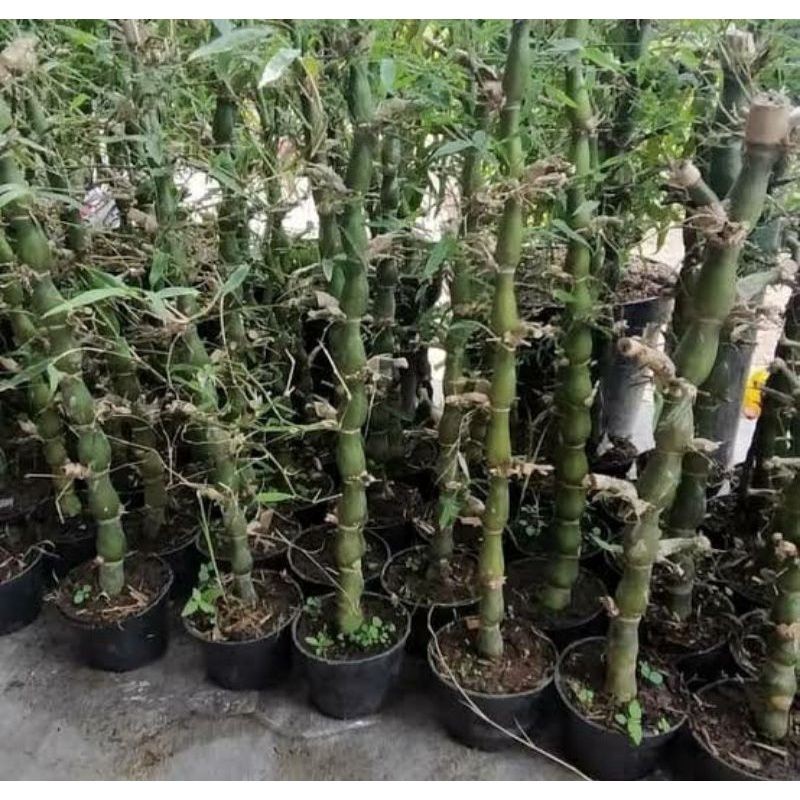 TANAMAN HIAS BAMBU TASBIH/BAMBU NAGIN (bambu hoky)