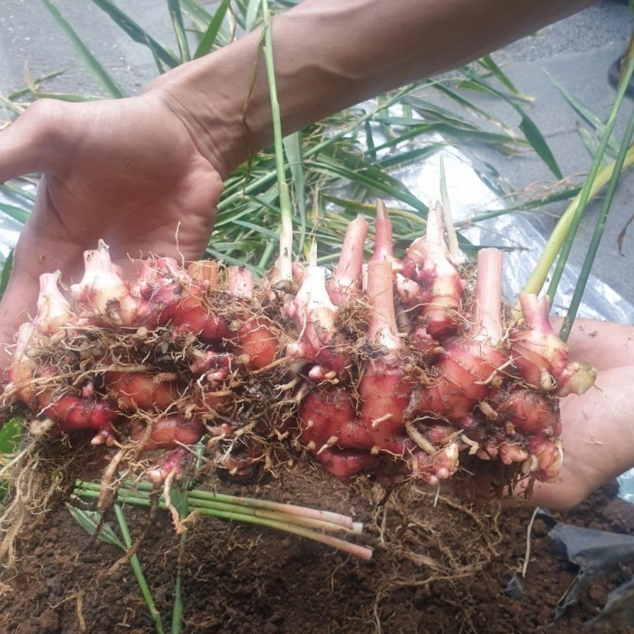 Bibit Rimpang Jahe Merah Super Medan Slamat berbelanja