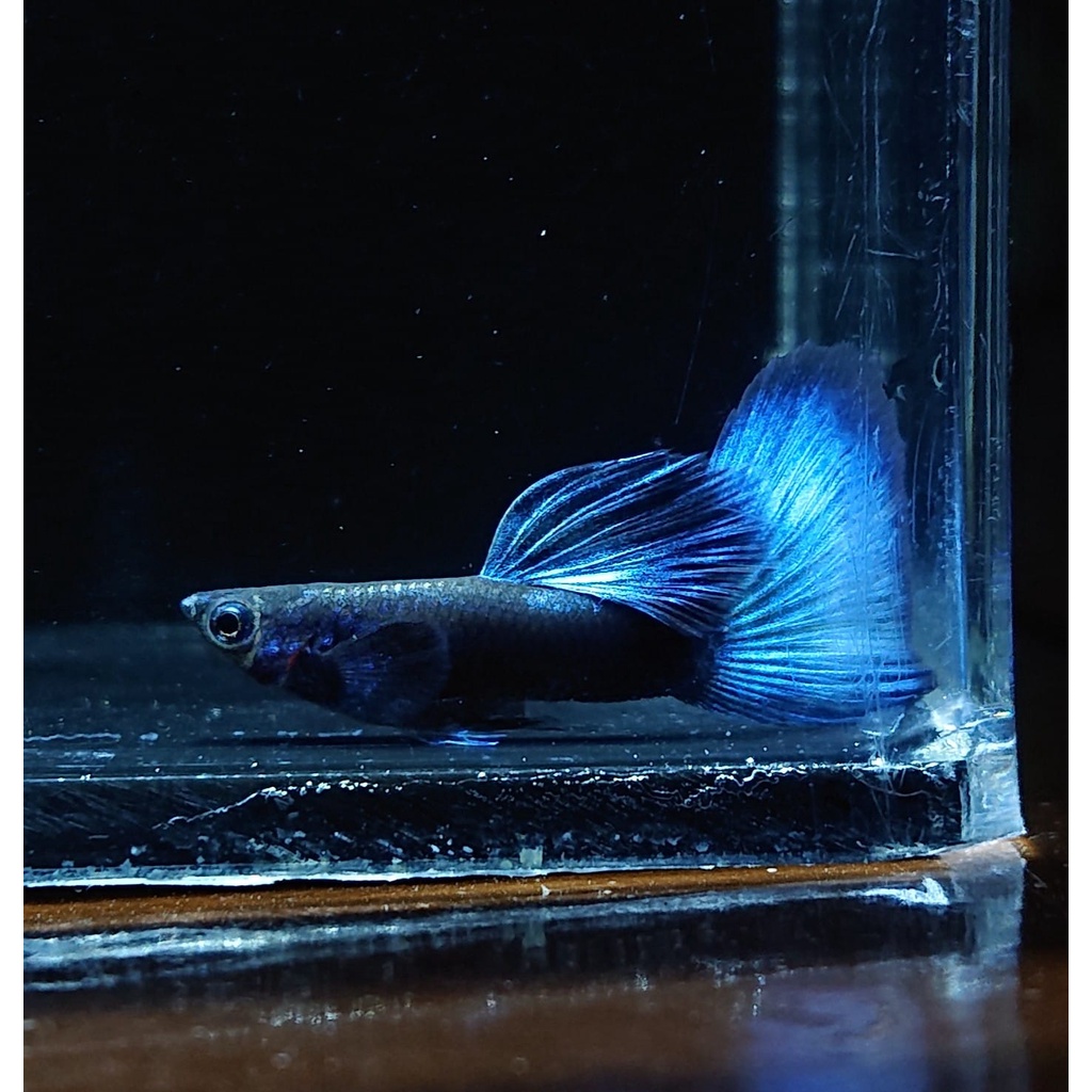 Pakan + hias Guppy Blue Moscow