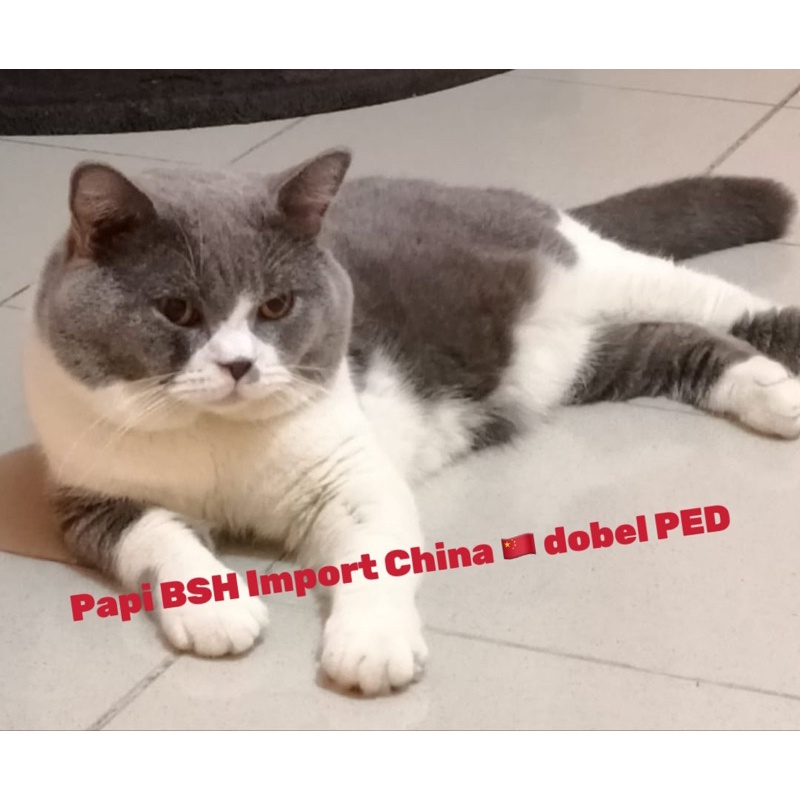 Kucing British longhair anakan import china BSH &amp; BLH Kitten anak kucing kecil hewan peliharaan