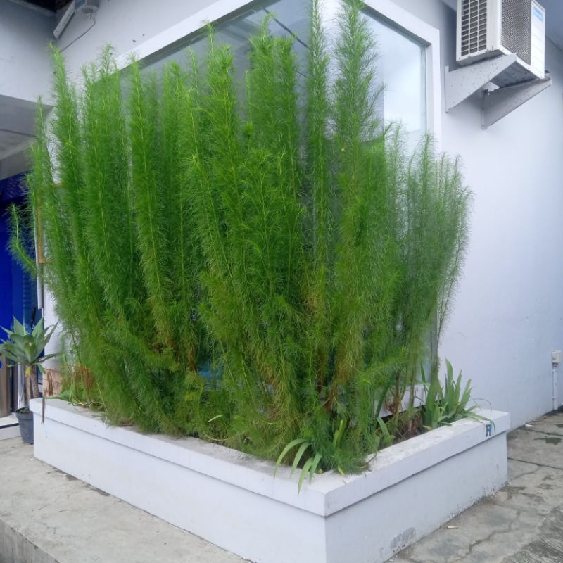 promo 3 tanaman hias Cemara air /tanaman pagar bibit cemara air bibit cemara pagar