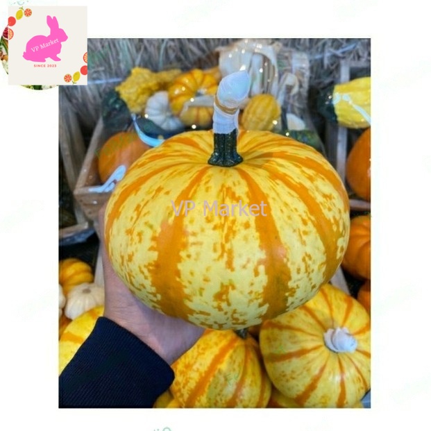 

Pumpkin Hallowen Stripes | Labu Hallowen | Pumpkin Hallowen 1 pcs