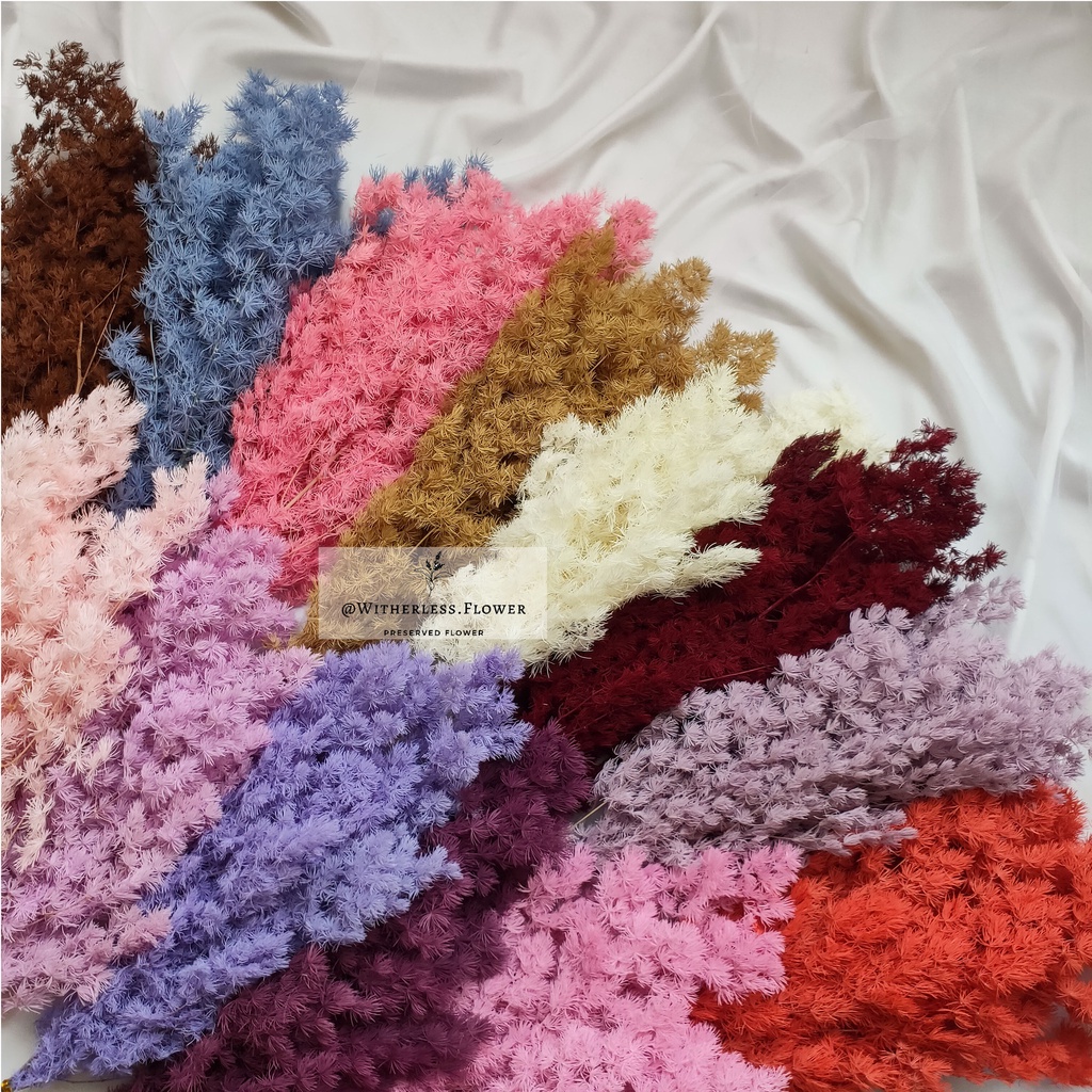 

COD 1 Bunch Preserved Asparagus / Dried Flower Awetan / Bunga Kering