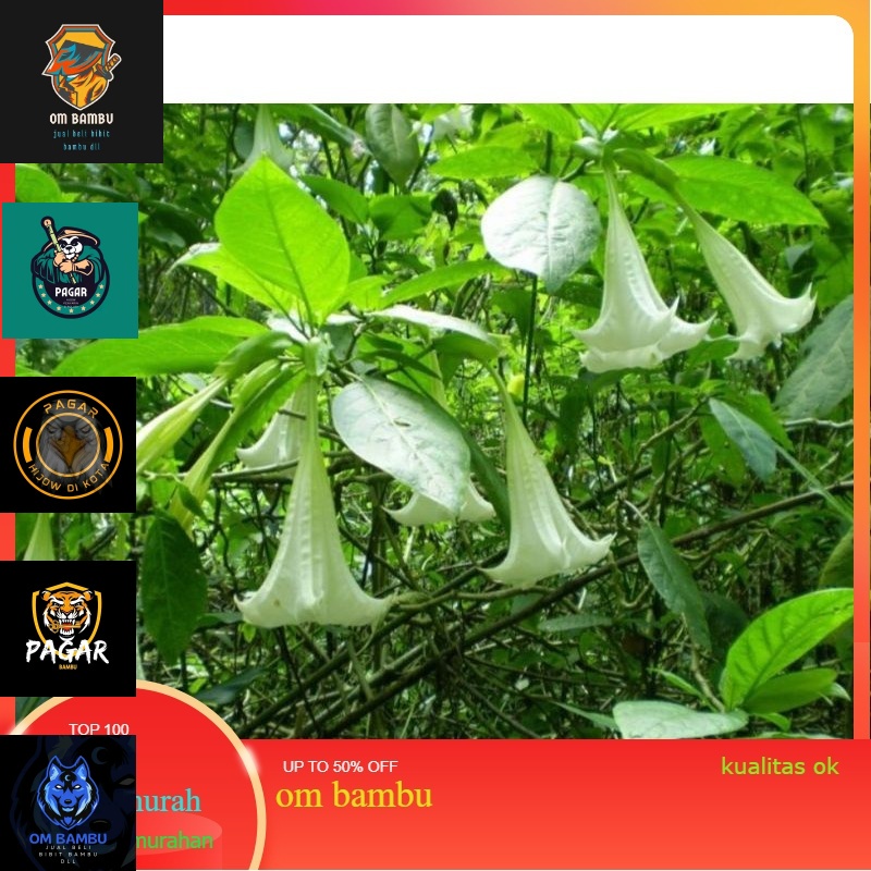 

Daun kecubung 1 Kg PROMO 11.11