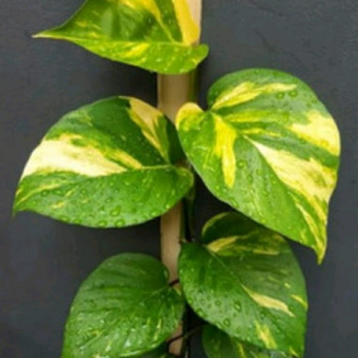 Tamaman sirih gading varigata jumbo termurah