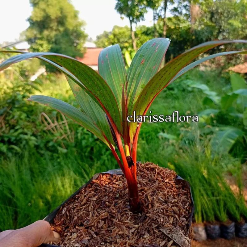 ( bisa cod ) pohon palem botol merah - tanaman hias palem botol