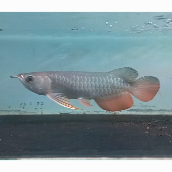 (NEW) -Arwana Golden Red 30 Cm. Ikan Arwana GR HB. Ikan Predator. Hias. - 20 CM.