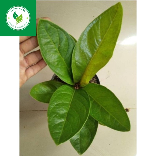 ~ ( BISA COD ) PROMO Tanaman Hias Anthurium Jenmani Jaguar / Bunga Hias Indoor Antorium Jemani Jagua