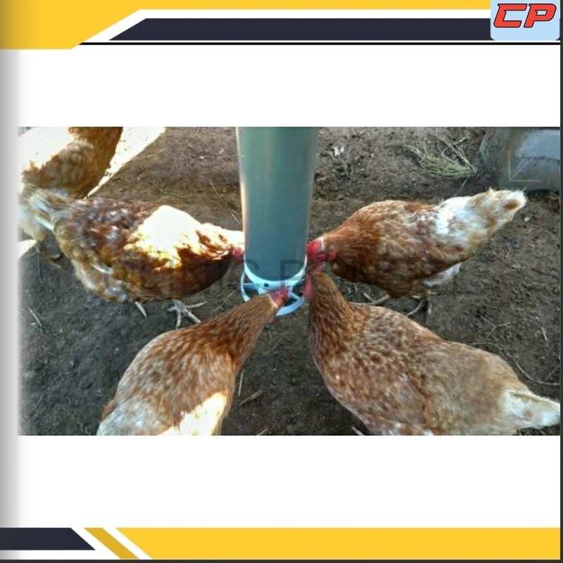 Feeder pakan ayam menggunakan paralon 3 inch