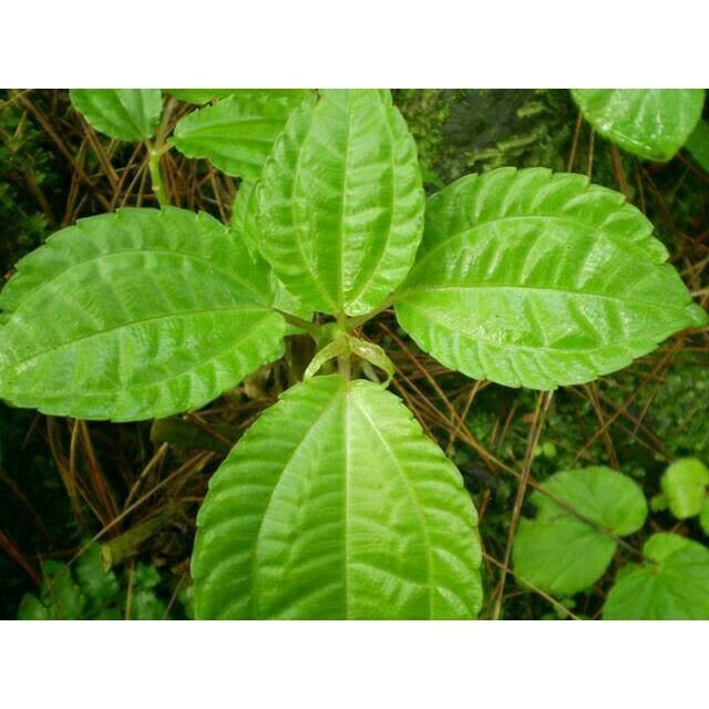 

Daun pohpohan daun lalapan segar 200gram