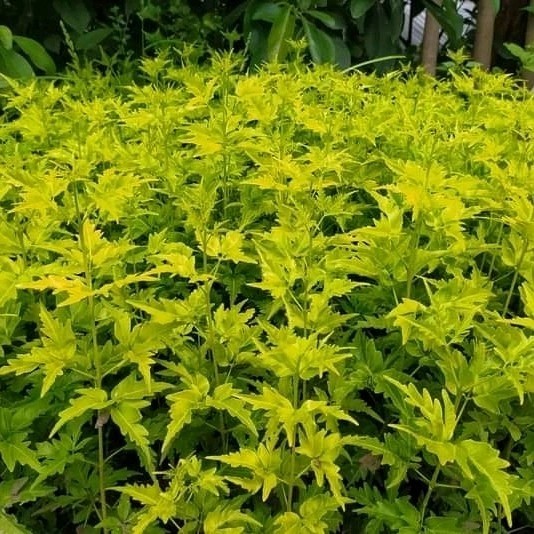 bibit tanaman pohon Cendana wangi Bali